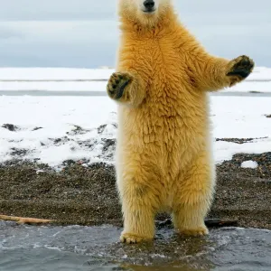 Young Polar bear (Ursus maritimus) standing and trying to balance in shallow water along