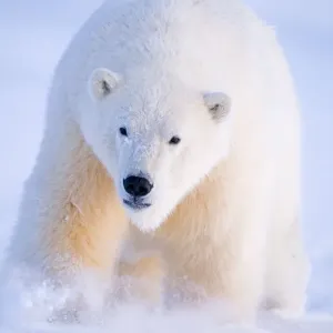 Young Polar bear (Ursus maritimus) traveling across newly formed pack ice during autumnal freeze up Young Polar bear (Ursus maritimus) traveling across newly formed pack ice during autumnal freeze up