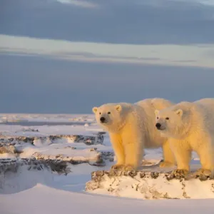 Two young Polar bears (Ursus maritimus) on newly formed pack ice, near Kaktovik, Barter Island