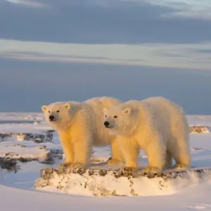 Two young Polar bears on newly formed pack ice Print Two young Polar bears on newly formed pack ice Print