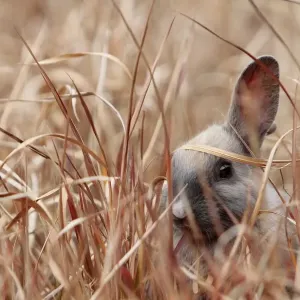 Junges Kaninchen versteckt sich im Gras auf der Insel Okunoshima-Rabbininsel in Takehara bei Hiroshima in Japan