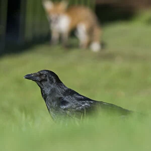 Young Red fox (Vulpes vulpes) stalking a Carrion crow (Corvus corone) in urban park