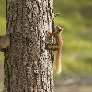 Two young Red squirrels (Sciurus vulgaris) chasing each other around pine trunk, Scotland