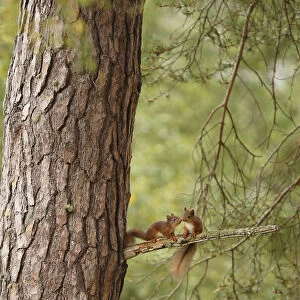 Two young Red squirrels (Sciurus vulgaris) near drey, Cairngorms National Park, Highlands
