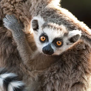 Young Ring-tailed lemur (Lemur catta) 6-8 weeks, clinging to mother, Berenty Private Reserve