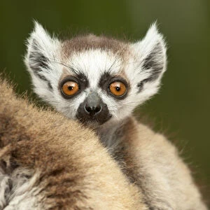 Young Ring-tailed lemur (Lemur catta) 6-8 weeks, clinging to mother, Berenty Private Reserve, southern Madagascar, November