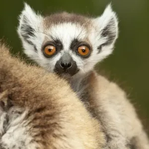 Lemurino coda a anelli (Lemur catta) giovane, di 6-8 settimane, che si aggrappa alla madre, Riserva privata Berenty, sud del Madagascar, novembre. Lemurino coda a anelli (Lemur catta) giovane, di 6-8 settimane, che si aggrappa alla madre, Riserva privata Berenty, sud del Madagascar, novembre.