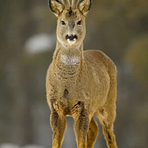 Young roe deer buck (Capreolus capreolus) standing in snow, with tongue poking out