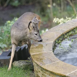 Young Roe deer (Capreolus capreolus) buck with developing horns in velvet approaching a