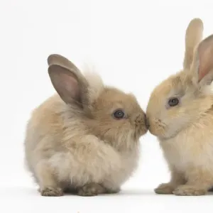 Young sandy rabbits kissing