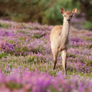 Young Sika deer standing amidst flowering heather, Print Young Sika deer standing amidst flowering heather, Print