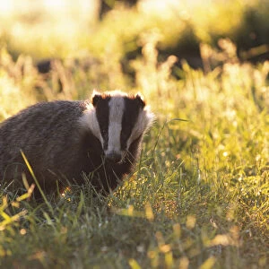 Young subadult Badger forages in evening sun {Meles meles} Derbyshire England
