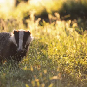 Young subadult Badger forages in evening sun {Meles meles} Derbyshire England