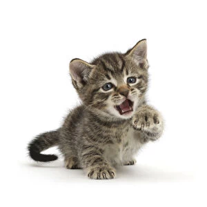 Very young tabby kitten, 6 weeks, with raised paw and open mouth