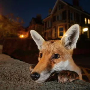 Young urban Red fox (Vulpes vulpes) poking its head up over a wall. Bristol, UK, August