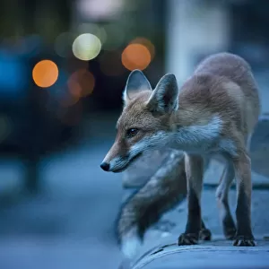 Young urban Red fox (Vulpes vulpes) with street lights behind. Bristol, UK. August