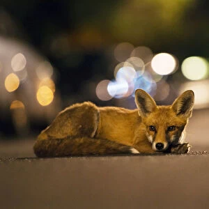 Young urban Red fox (Vulpes vulpes) lying in road with street lights behind. Bristol