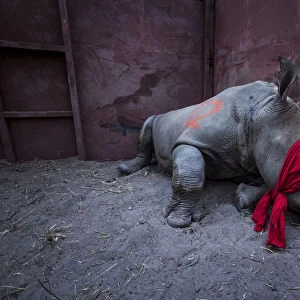 Young White rhinoceros (Ceratotherium simum) in a reinforced steel boma, blindfolded