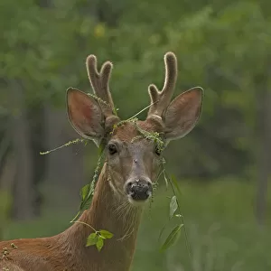 Young White tailed deer (Odocoileus virginianus) buck in velvet with plants caught in antlers