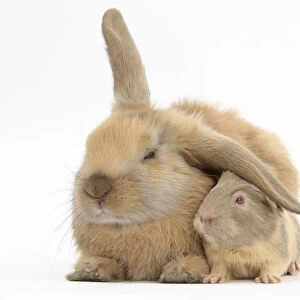 Young windmill-eared rabbit and matching guinea-pig