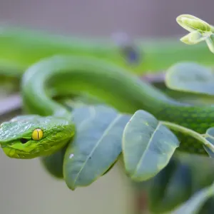 Yunnan Bamboo Pitviper Print Yunnan Bamboo Pitviper Print