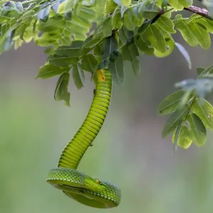 Yunnan Bamboo Pitviper Print Yunnan Bamboo Pitviper Print