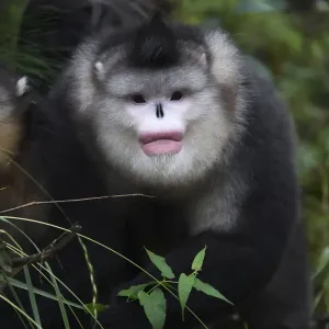 Yunnan, or Black Snub-nosed monkeys (Rhinopithecus bieti) adult and young, Ta Cheng Nature reserve