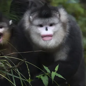 Yunnan Black Snub-nosed Monkeys Print Yunnan Black Snub-nosed Monkeys Print