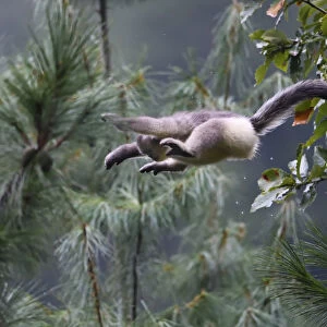Yunnan snub-nosed monkey (Rhinopithecus bieti) jumping between trees at Ta Cheng Nature reserve
