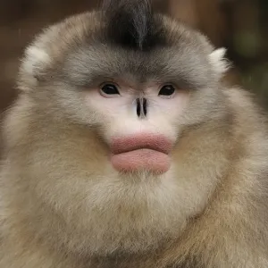 Yunnan Snub-nosed monkey Print, Ta Chen NP Yunnan Snub-nosed monkey Print, Ta Chen NP