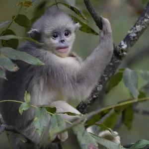 Yunnan snub-nosed monkey (Rhinopithecus bieti) young / juvenile in tree in Ta Cheng Nature Reserve Yunnan snub-nosed monkey (Rhinopithecus bieti) young / juvenile in tree in Ta Cheng Nature Reserve