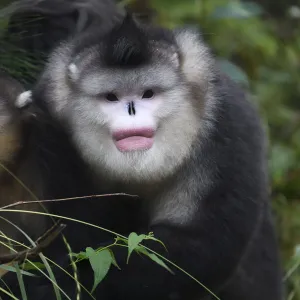 Yunnan snub-nosed monkeys (Rhinopithecus bieti) adult and young, Ta Cheng Nature reserve