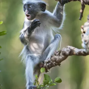Zanzibar Red Colobus (Procolobus kirkii) juvenile, sitting in tree calling, Jozani Chwaka Bay NP Zanzibar Red Colobus (Procolobus kirkii) juvenile, sitting in tree calling, Jozani Chwaka Bay NP