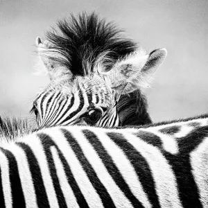 Framed and Canvas Prints plus a lot more: Striking Scenes