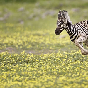 Zebra (Equus quagga) foal running through Devils Thorn flowers (Tribulus terrestris)