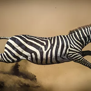 Zebra (Equus quagga) leaping during stampede, Serengeti, Tanzania. Vignette added