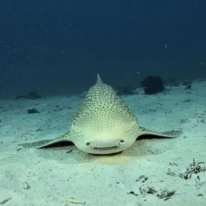 Zebra Leopard Shark Print Zebra Leopard Shark Print