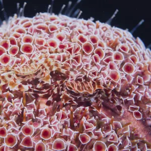 Zebra / Urchin Crab {Zebrida adamsii} pair parasitic on Sea urchin {Toxopneustes pileolus} Wakayama