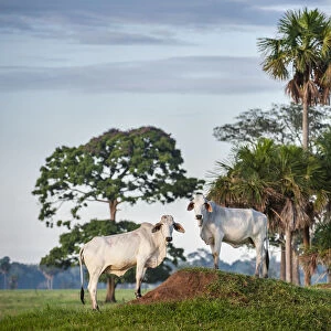Zebu Cattle (Bos primigenius indicus), Los Llanos, Colombia, South America