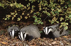 Juvenile Prints: Three 10 month old Badgers {Meles meles} browsing in leaf litter at night, Derbyshire, UK