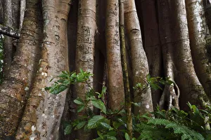 Ancient Gallery: 1000 year old grove of Banyan fig trees (Ficus benghalensis) Tongbiguan Nature Reserve