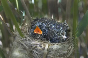 Fens Prints: 12 day chick of European cuckoo (Cuculus canorus) in Reed warblers (Acrocephalus