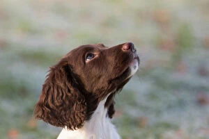 Young Animal Gallery: 12 week old springer spaniel puppy in training. Wiltshire, UK