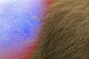 Images Dated 26th June 2013: 1468136 - - Mandrill male (Mandrillus sphinx) abstract of brightly coloured ischial