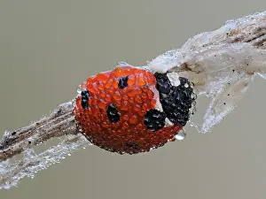 Coccinellidae Prints: 7-Spot ladybird (Coccinella septempunctata) roosting on old grass stem at dawn covered in dew