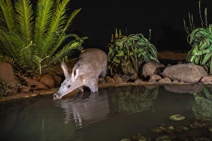 Night Gallery: Aardvark (Orycteropus afer) drinking at night, Zimanga private game reserve, KwaZulu-Natal
