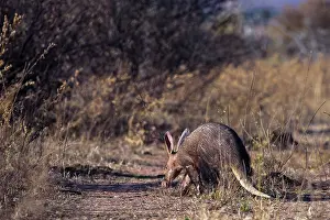 Private Reserve Prints: Aardvark (Orycteropus afer) walking through grassland