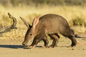 Images Dated 12th June 2014: Aardvark (Orycteropus afer), young individual walking, Nambia