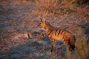 Hyaenidae Prints: Aardwolf (Proteles cristatus) portrait, Okavango Delta, Botswana