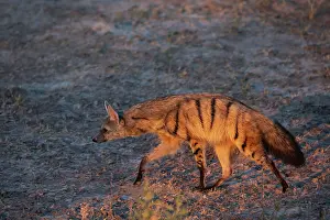 Hyaenidae Prints: Aardwolf (Proteles cristatus) portrait, Okavango Delta, Botswana